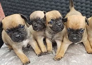 Carlino Pug