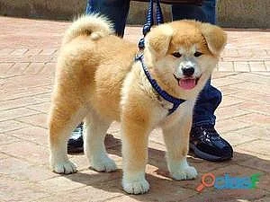 Štěňata Shiba inu