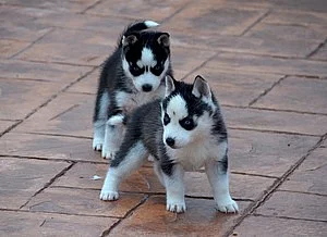Sibiřský husky