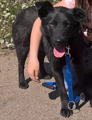 Kříženec Německého ovčáka a Labradora