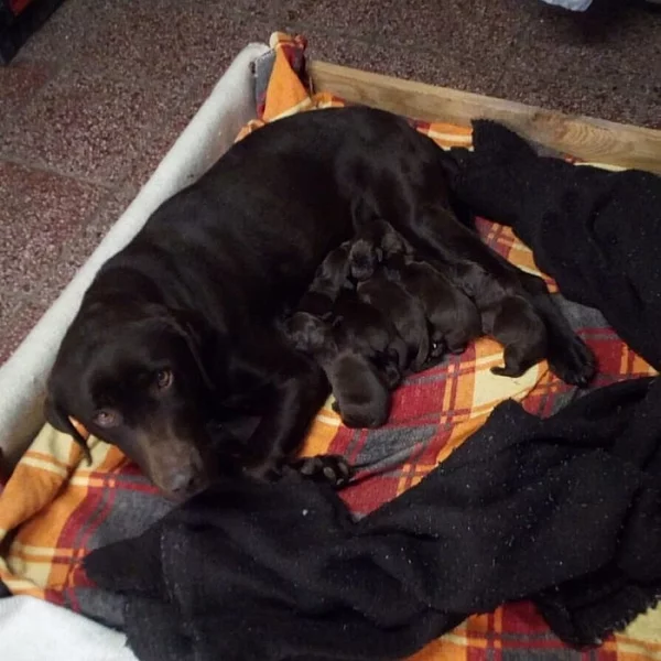 Labradorský retrívr čokoládový
