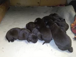 Labradorský retrívr čokoládový