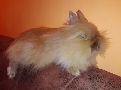 Zakrslý králíček Teddy
