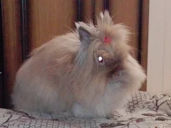 Zakrslý králíček Teddy