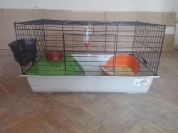 Zakrslý králíček Teddy
