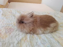 Zakrslý králíček Teddy