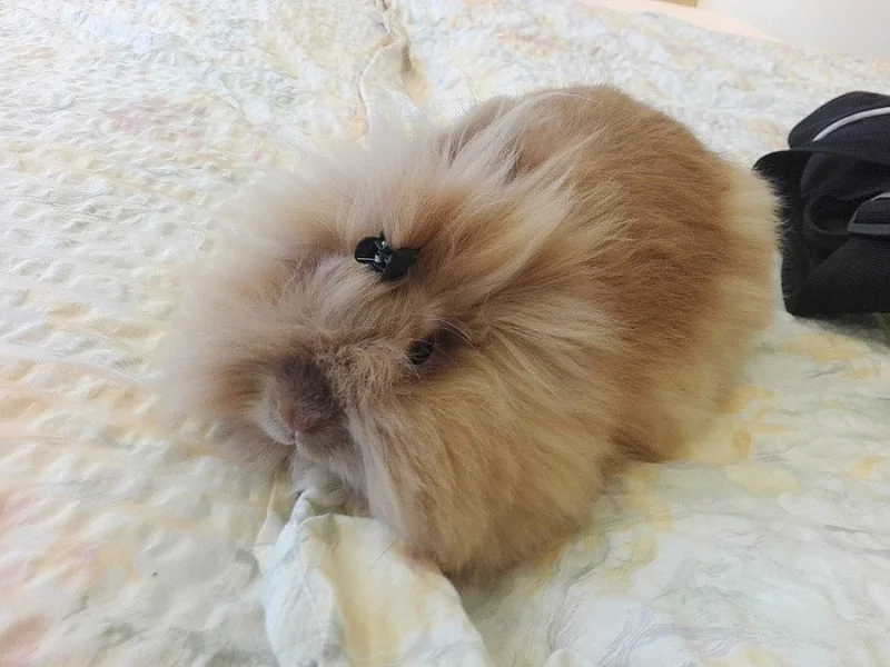 Zakrslý králíček Teddy