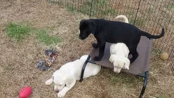 Labradorský retrívr štěňata