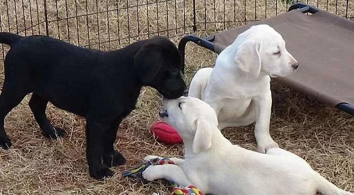 Labradorský retrívr štěňata