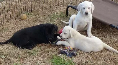 Labradorský retrívr štěňata