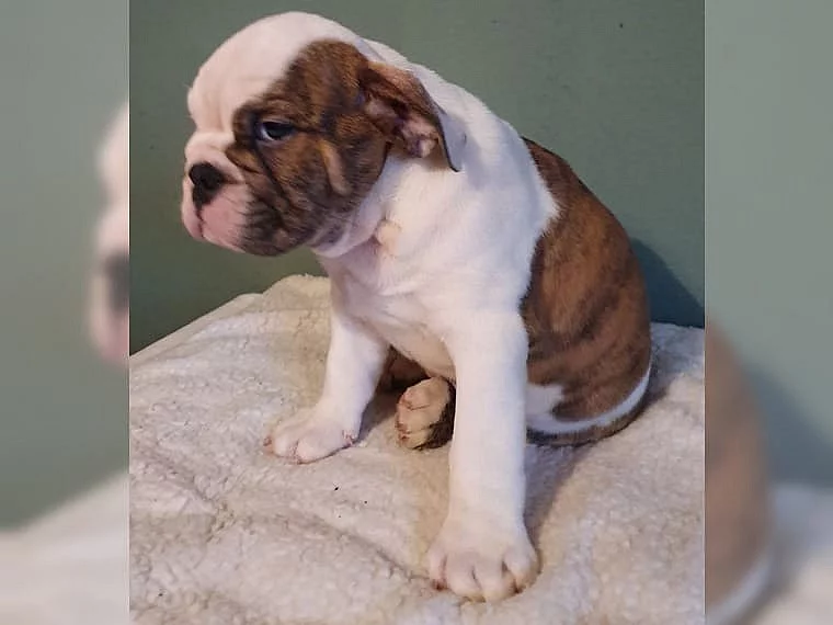 Nádherná Anglický buldok Štěňata s rodokmen