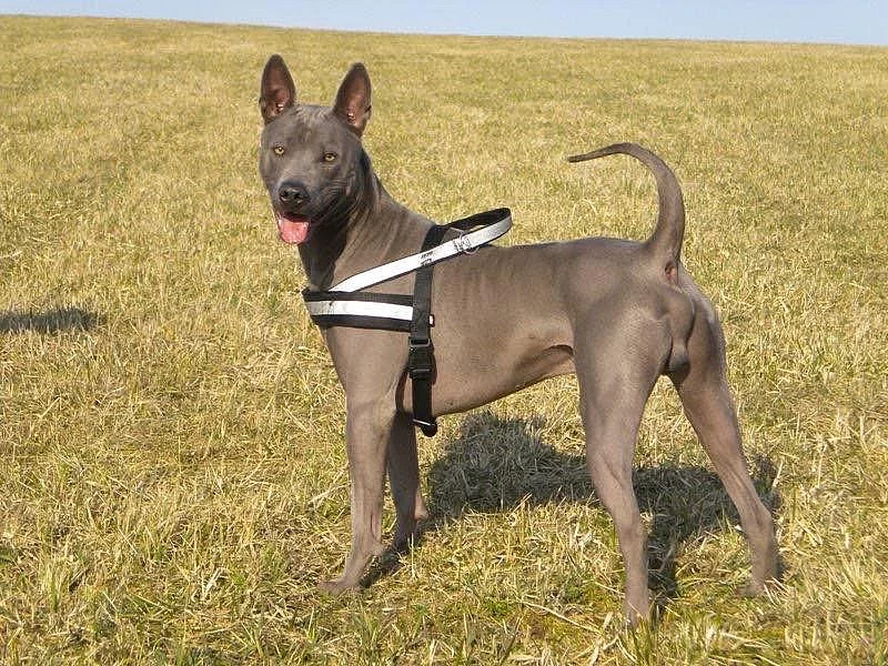 Thajský ridgeback modrý