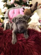 Thajský ridgeback modrý