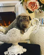 Thajský ridgeback modrý