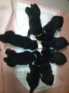 Štěňata Německý ovčák