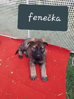 prodám vlkošedou fenku německého ovčáka s PP