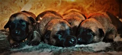 Belgický ovčák malinois s PP
