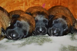 Belgický ovčák malinois s PP