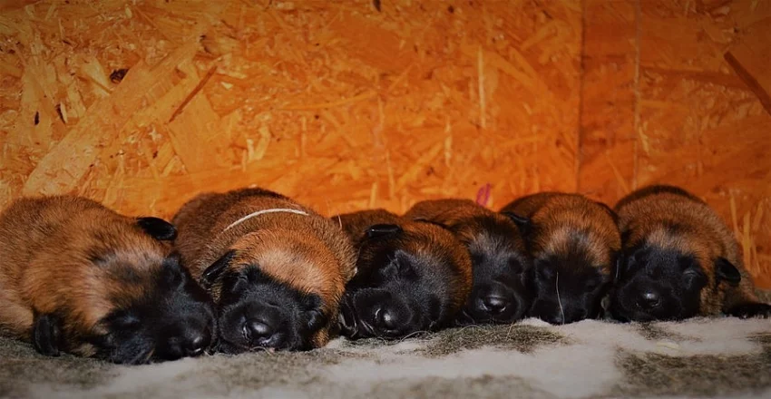 Belgický ovčák malinois s PP