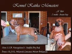 Rhodéský Ridgeback s PP FCI