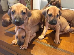Rhodéský Ridgeback s PP FCI