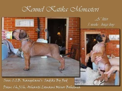 Rhodéský Ridgeback s PP FCI