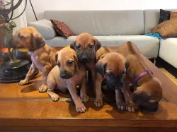 Rhodéský Ridgeback s PP FCI