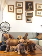 Rhodéský Ridgeback s PP FCI