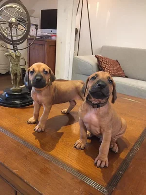 Rhodéský Ridgeback s PP FCI