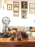 Rhodéský Ridgeback s PP FCI
