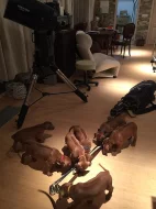 Rhodéský Ridgeback s PP FCI