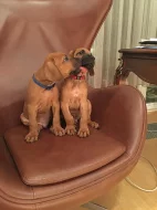 Rhodéský Ridgeback s PP FCI