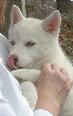 Sibiřští husky štěňata sPP