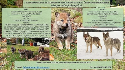 Československý vlčák - štěňata s PP