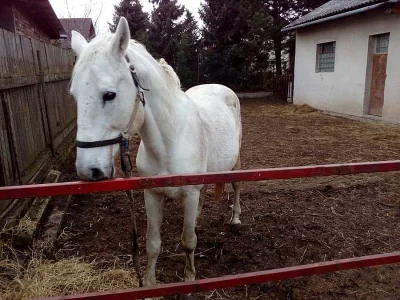 Prodám koně