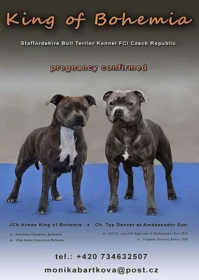 Stafordšírský bulteriér