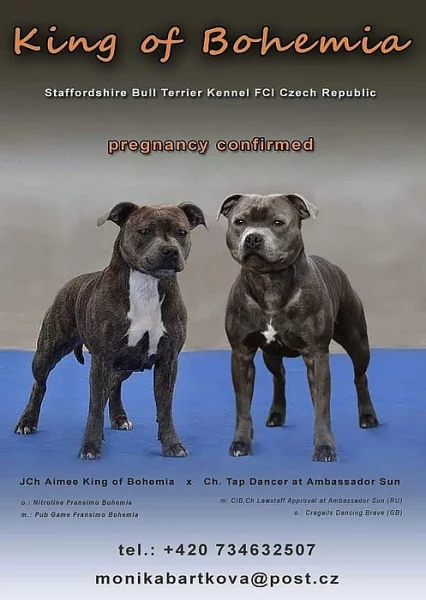 Stafordšírský bulteriér