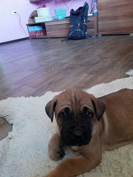 Cane corso štěně fenka