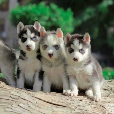 Rodokmen husky štěňata