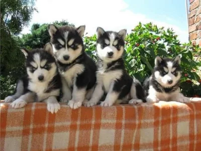 Sibiřský husky štěňátka, samec a samice