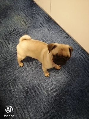 Mops štěně fenka