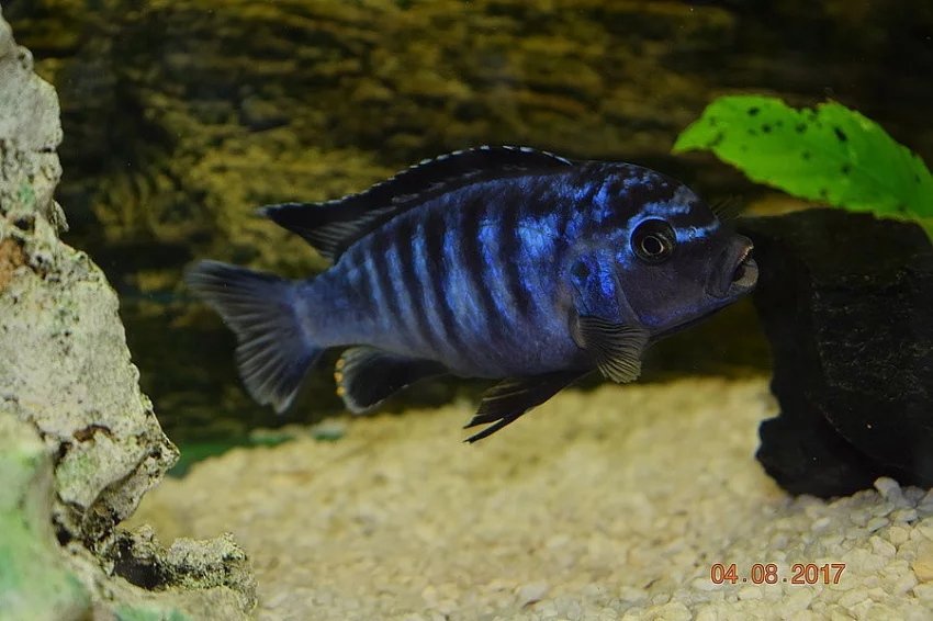 Tlamovci-Malawi