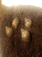 Oblovky (Lissachatina fulica)