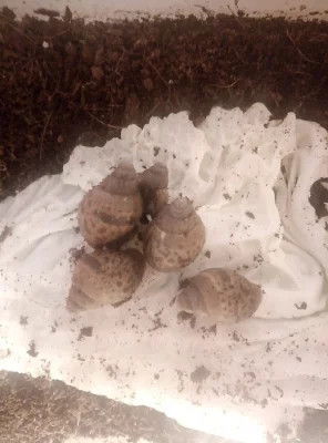 Oblovky (Lissachatina fulica)