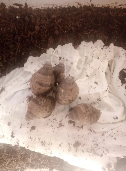 Oblovky (Lissachatina fulica)