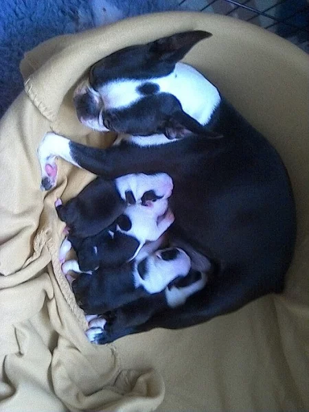 Boston terrier s PP