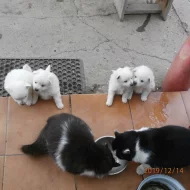 německý špic střední bílí štěňata