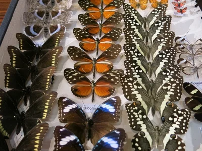 ENTOMOLOGICKÁ VÝSTAVA 2020