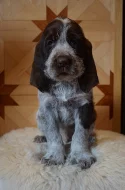 Italský spinone štěňata k zadání (ohař)