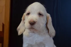 Italský spinone štěňata k zadání (ohař)